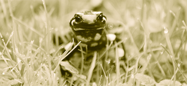 Logo Robert G. Wimmer